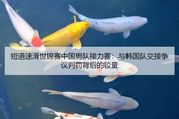 短道速滑世锦赛中国男队接力赛：与韩国队交接争议判罚背后的较量